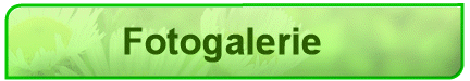 Fotogalerie